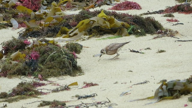 Inland Dotterel - ML505073521