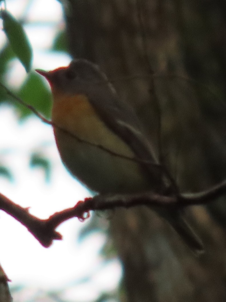 Mugimaki Flycatcher - ML505075911