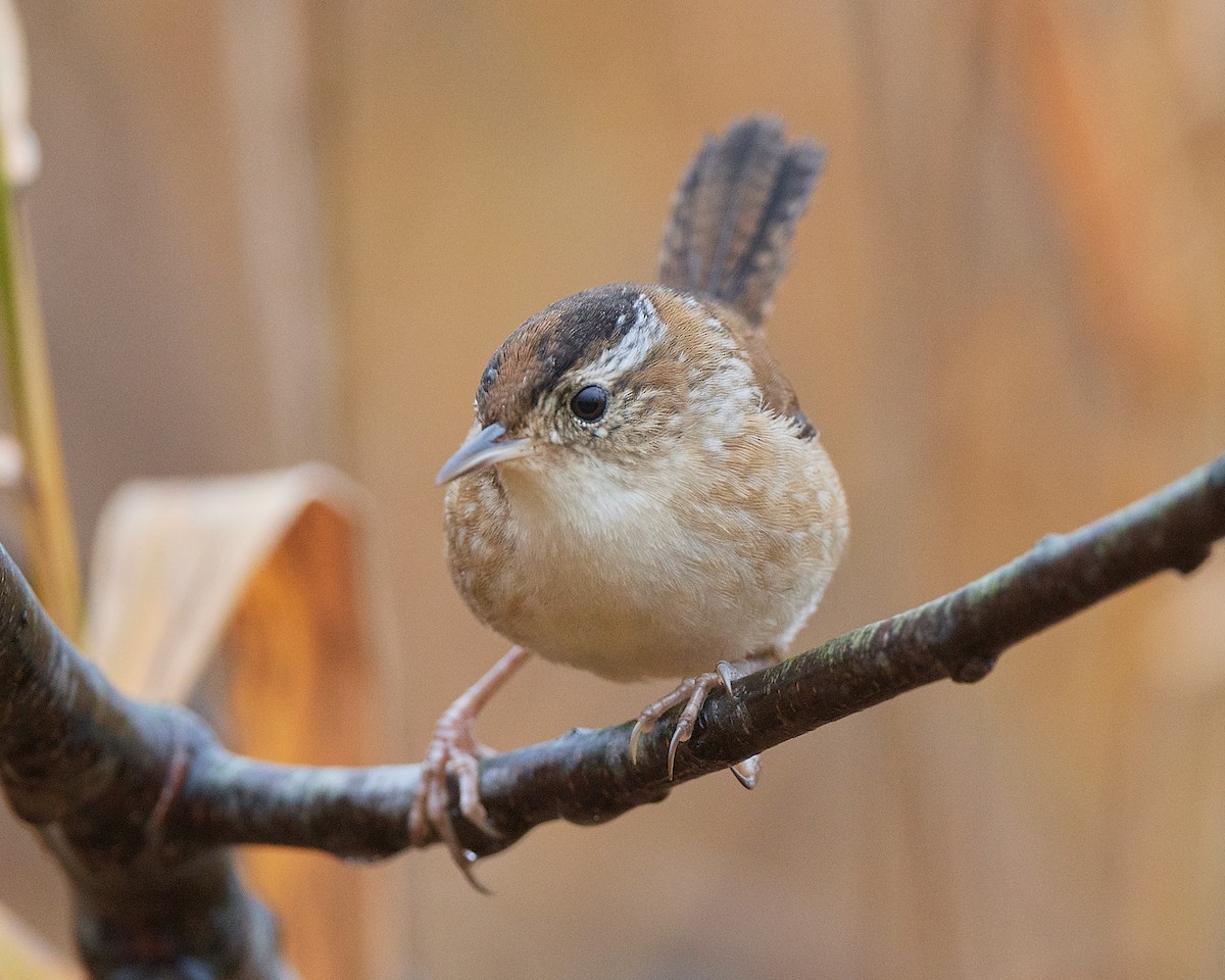 Marsh Wren - ML505077051