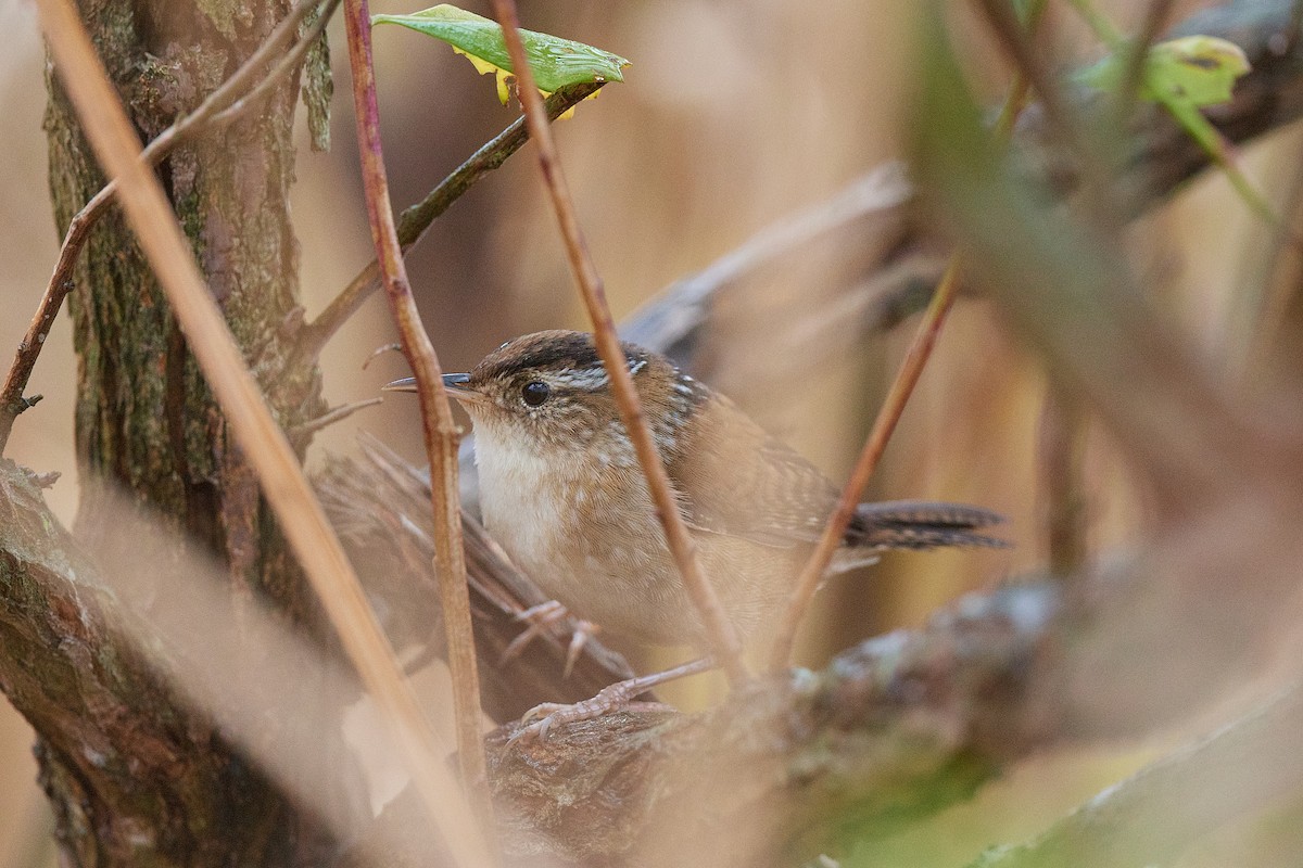 Marsh Wren - ML505077071