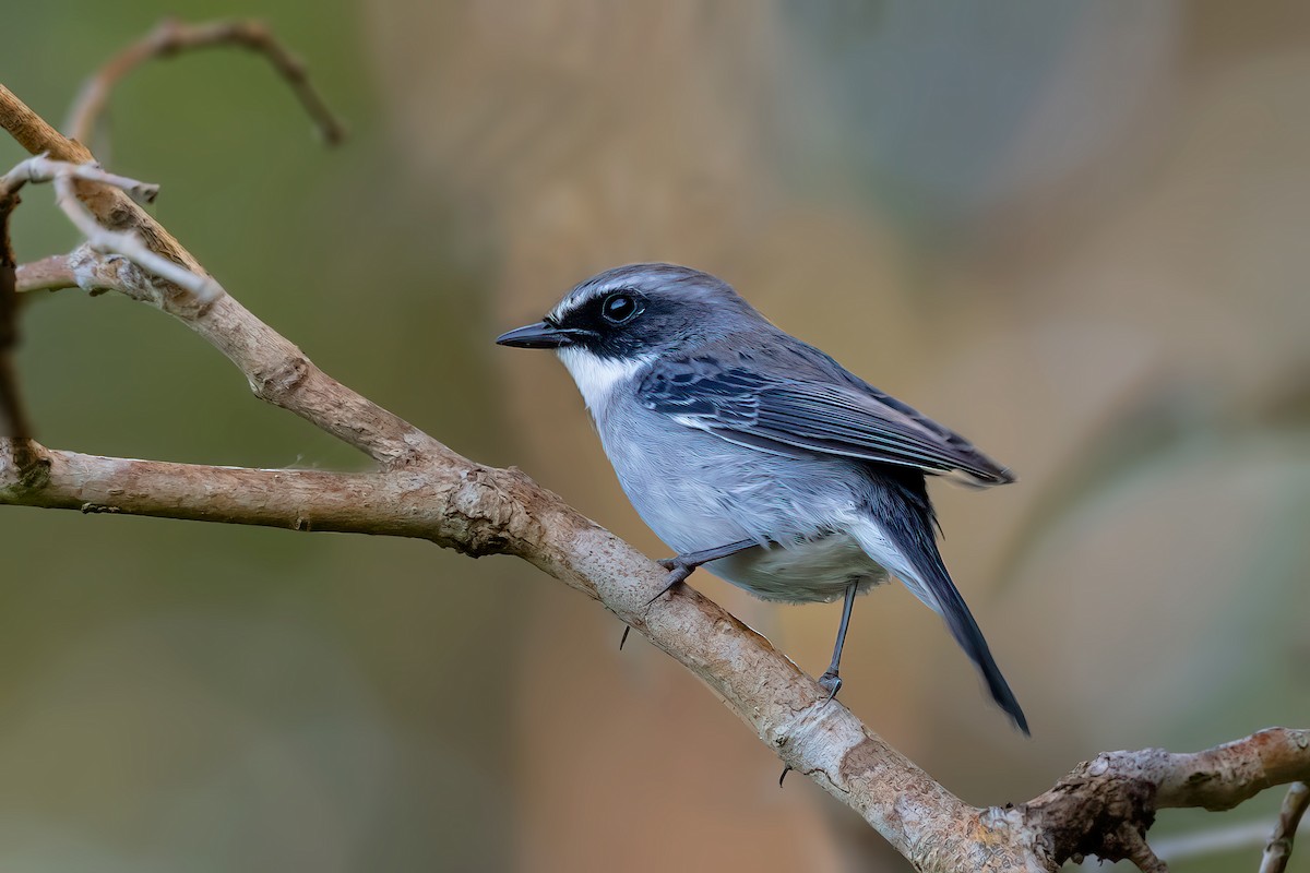 Gray Bushchat - ML505077181