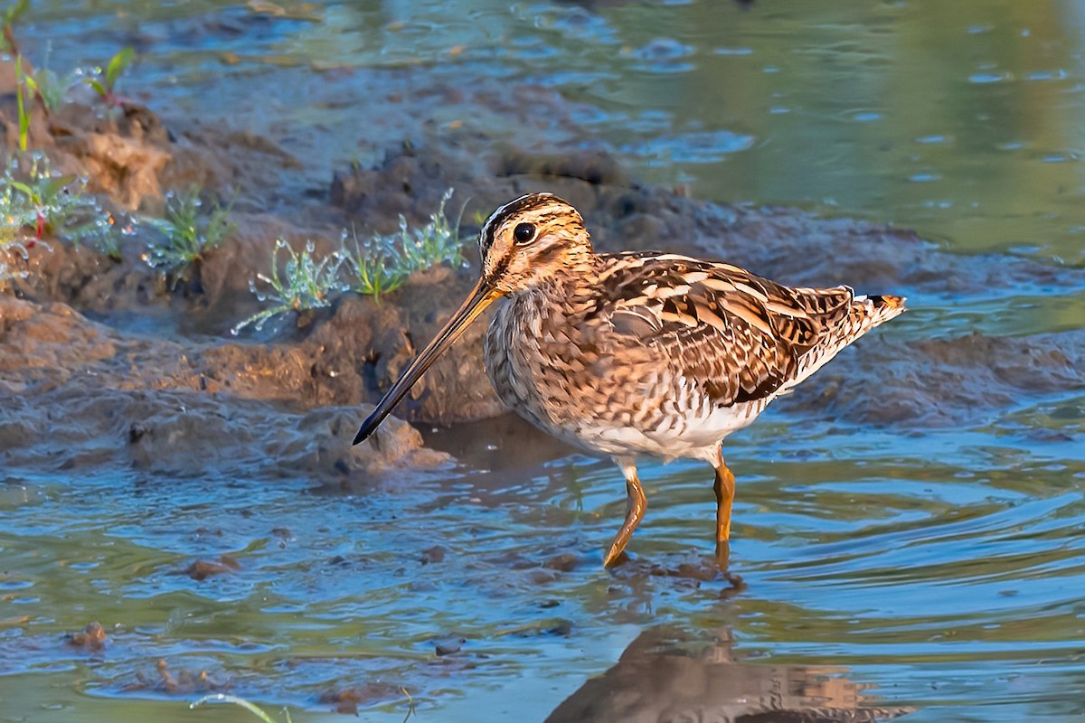 Common Snipe - ML505077261