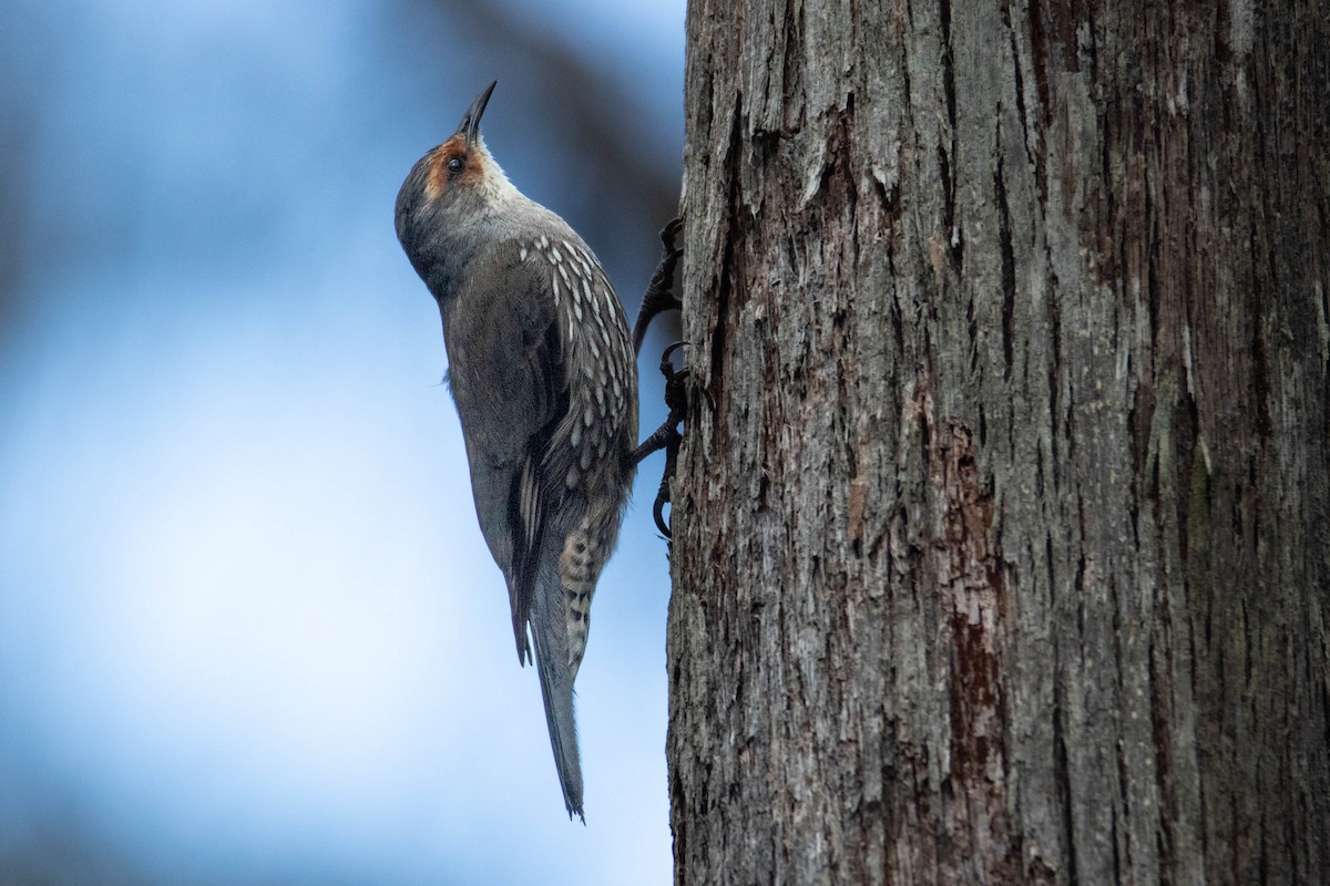 Red-browed Treecreeper - ML505077641