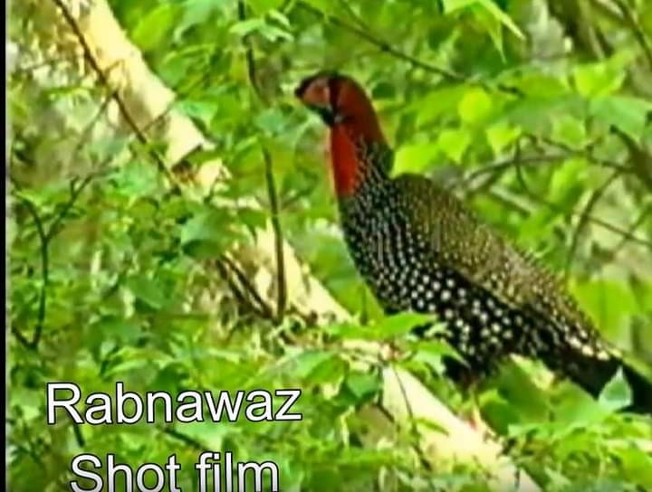 Western Tragopan - ML505079371