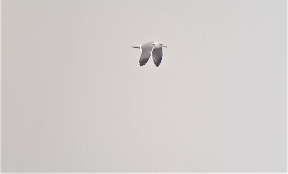 Gaviota Sombría (barabensis) - ML505079441