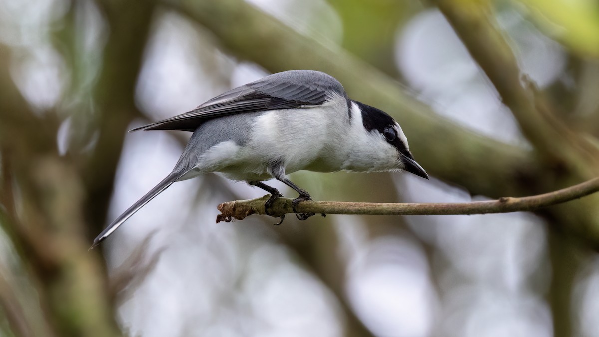 Ashy Minivet - ML505080361