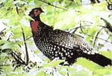Western Tragopan - ML505080981
