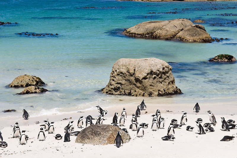 African Penguin - ML505081081