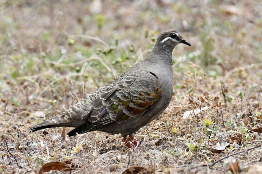 Common Bronzewing - ML505082631