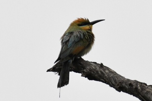 Rainbow Bee-eater - ML505082661