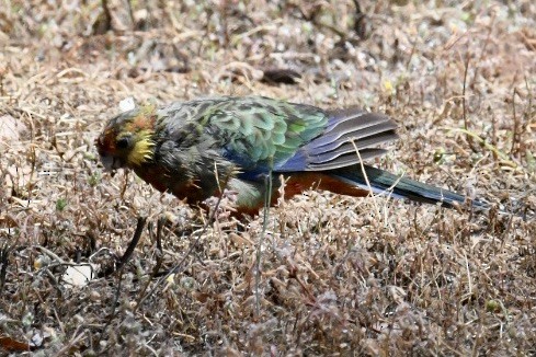 Western Rosella - ML505082701