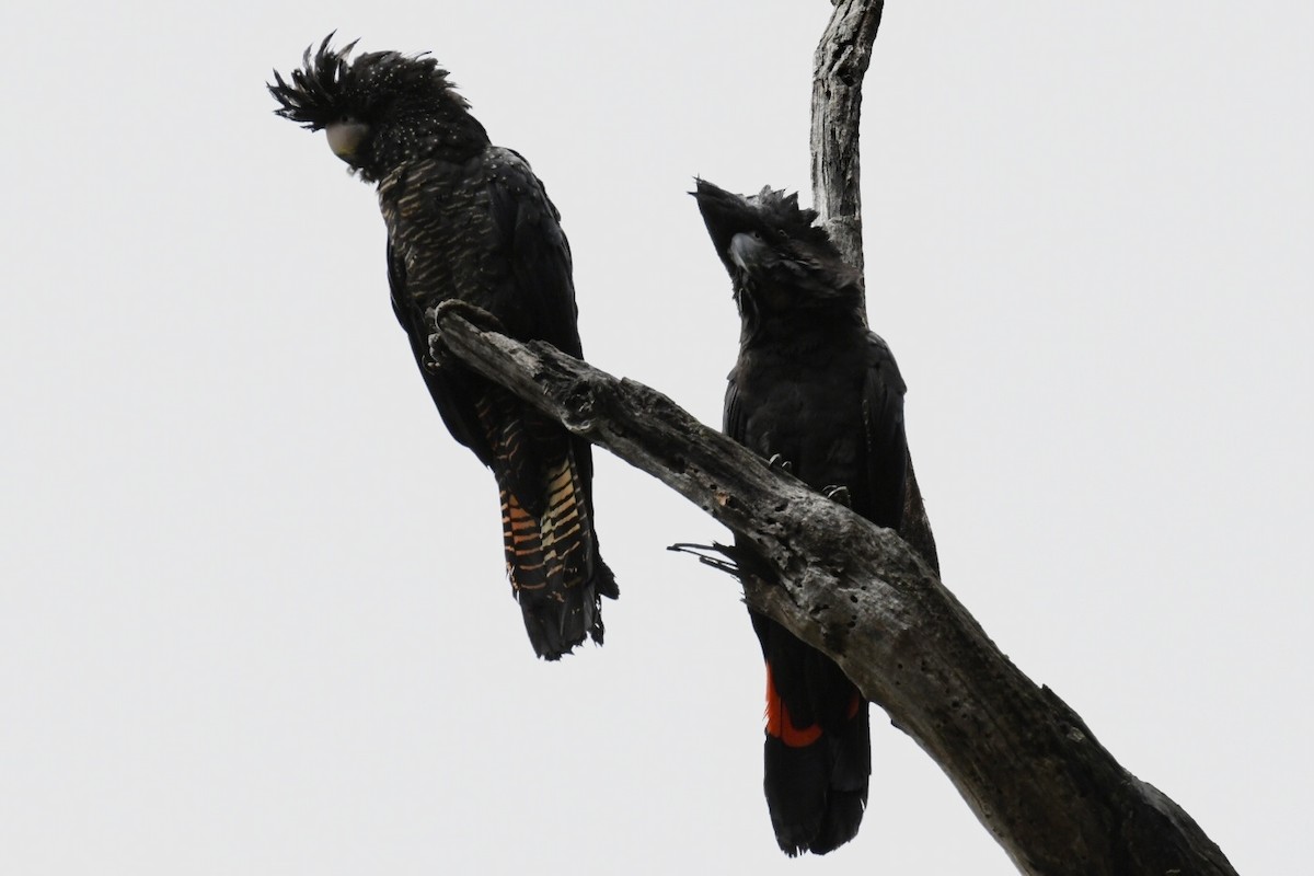 Red-tailed Black-Cockatoo - ML505082911