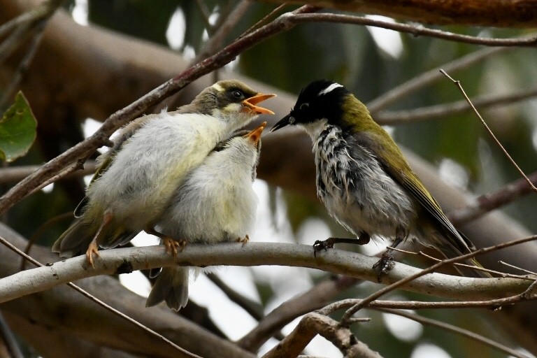 Gilbert's Honeyeater - ML505083041