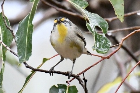 Striated Pardalote - ML505083091