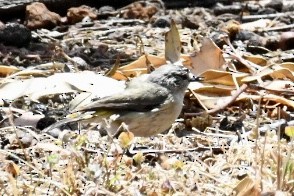 Yellow-rumped Thornbill - ML505083191