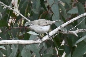 Western Gerygone - ML505083331