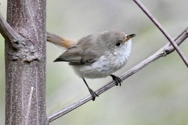Inland Thornbill - ML505083431