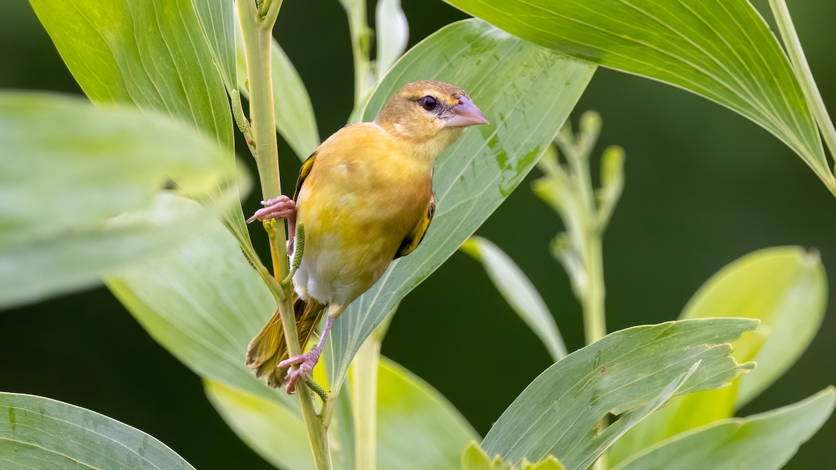 Golden-backed Weaver - Martti Siponen