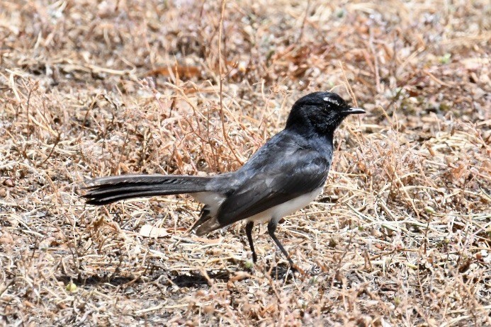 Willie-wagtail - ML505083641