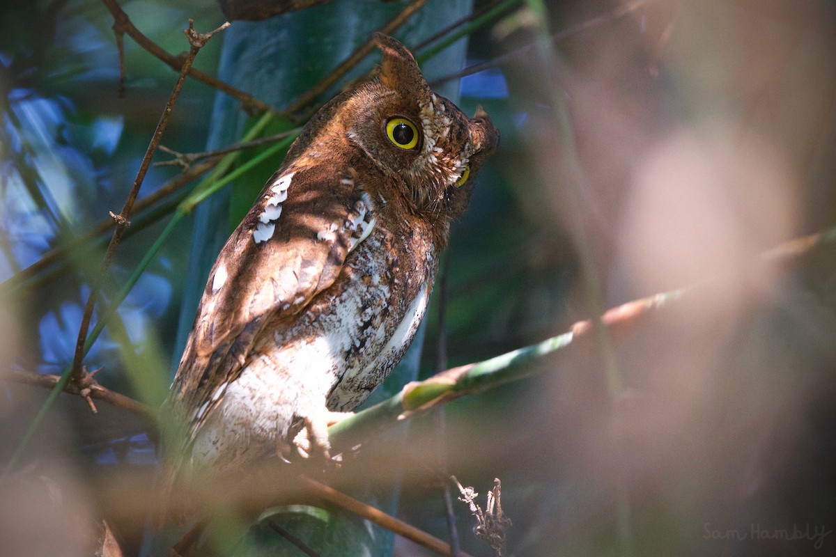 Oriental Scops-Owl - ML505087381