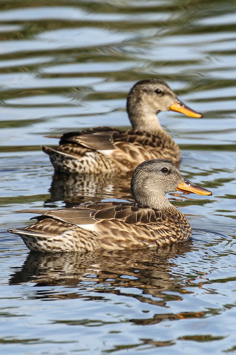 Gadwall - Frank Thierfelder