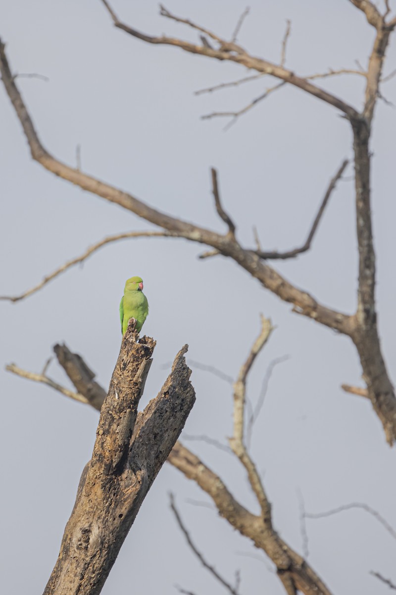 Rose-ringed Parakeet - ML505090051