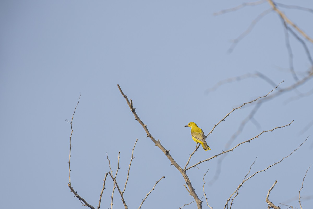 Indian Golden Oriole - ML505090071