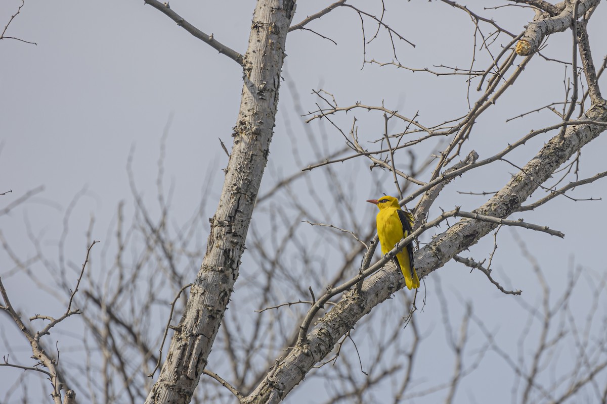 Indian Golden Oriole - ML505090091