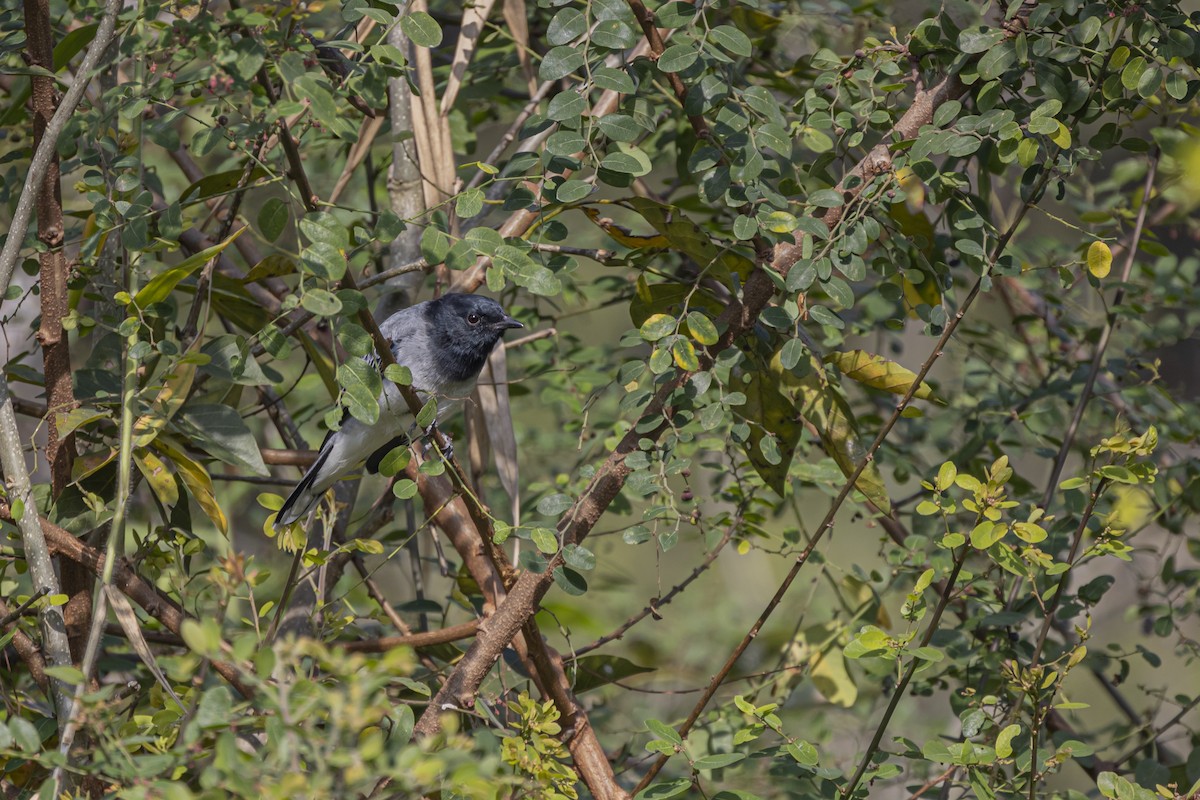 Black-headed Cuckooshrike - ML505090111