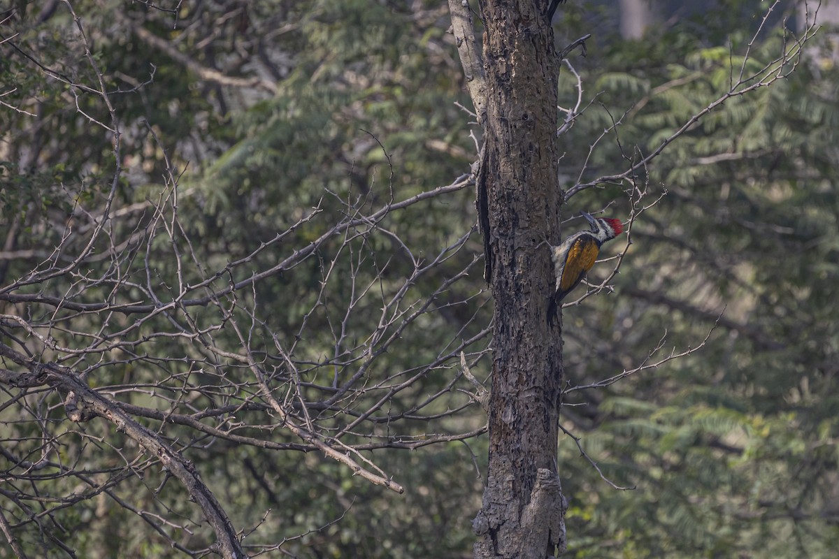 Black-rumped Flameback - ML505090201