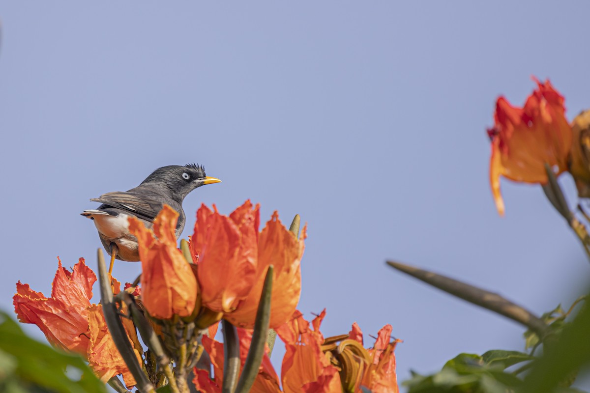 Jungle Myna - ML505090231