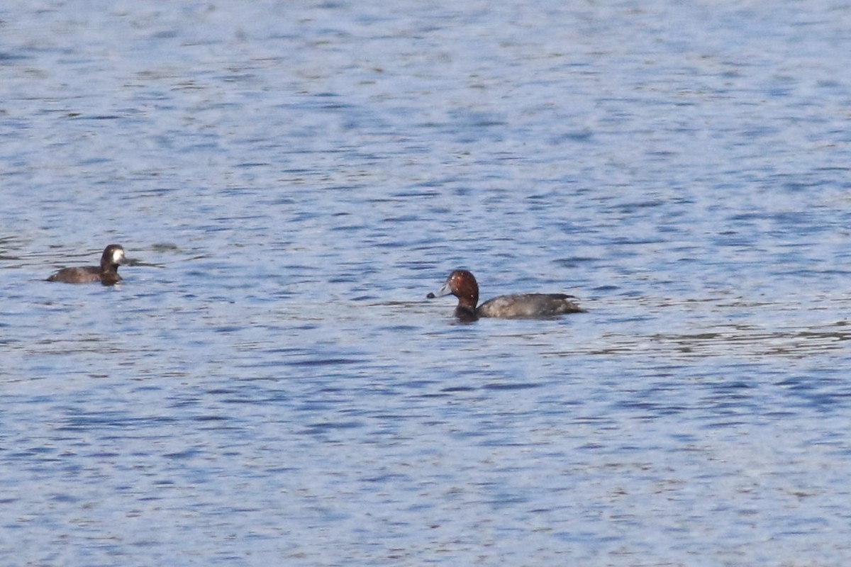 Redhead - ML505090821