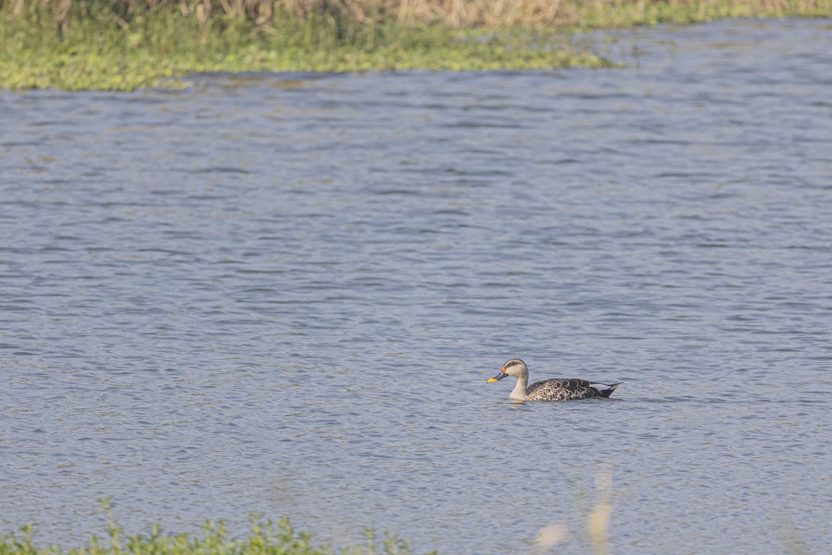 Indian Spot-billed Duck - ML505090881