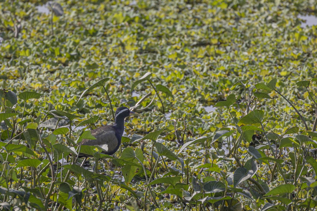 Jacana Bronceada - ML505090911