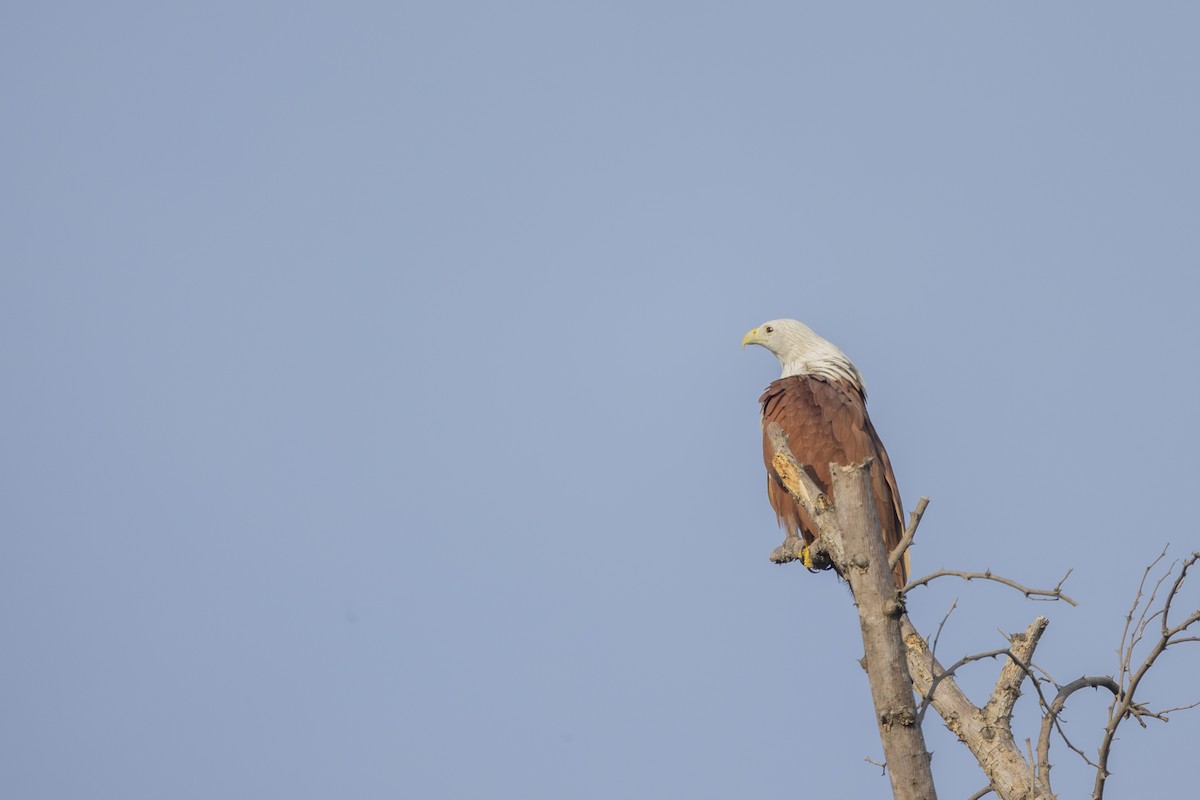 Brahminy Kite - ML505090961