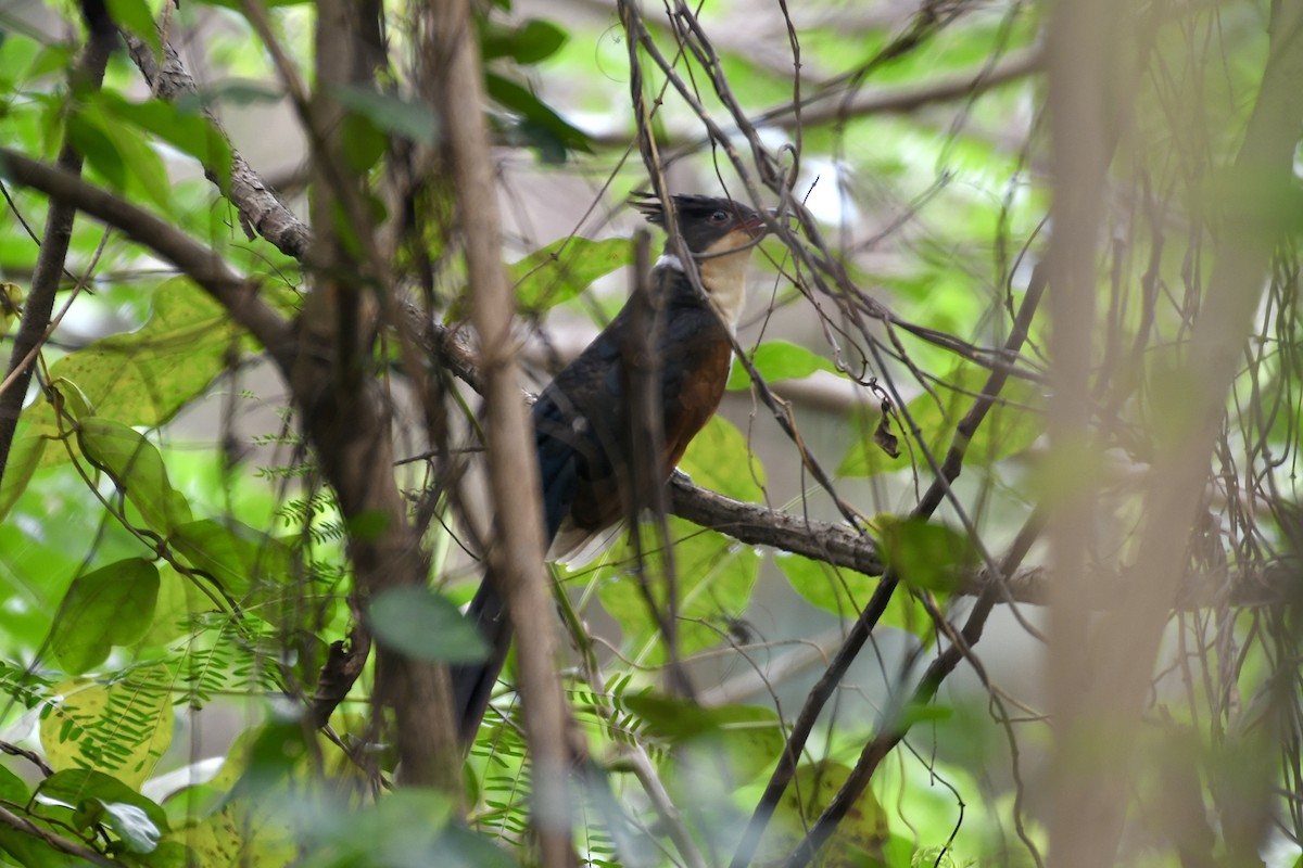 Chestnut-winged Cuckoo - ML505091051