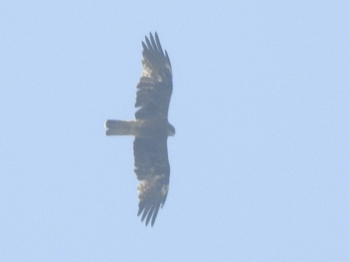 Águila Calzada - ML505093011