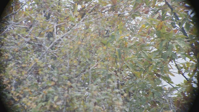 Coal Tit (Caucasus) - ML505093031