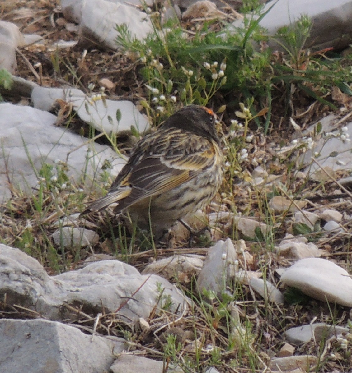 Fire-fronted Serin - ML505093441
