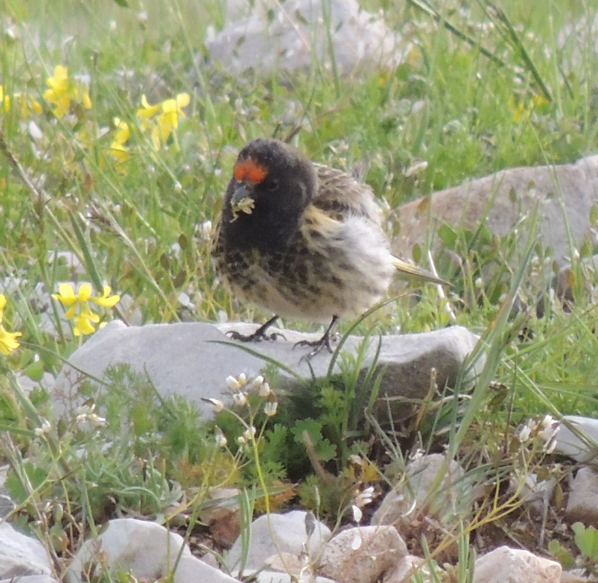 Fire-fronted Serin - ML505093451