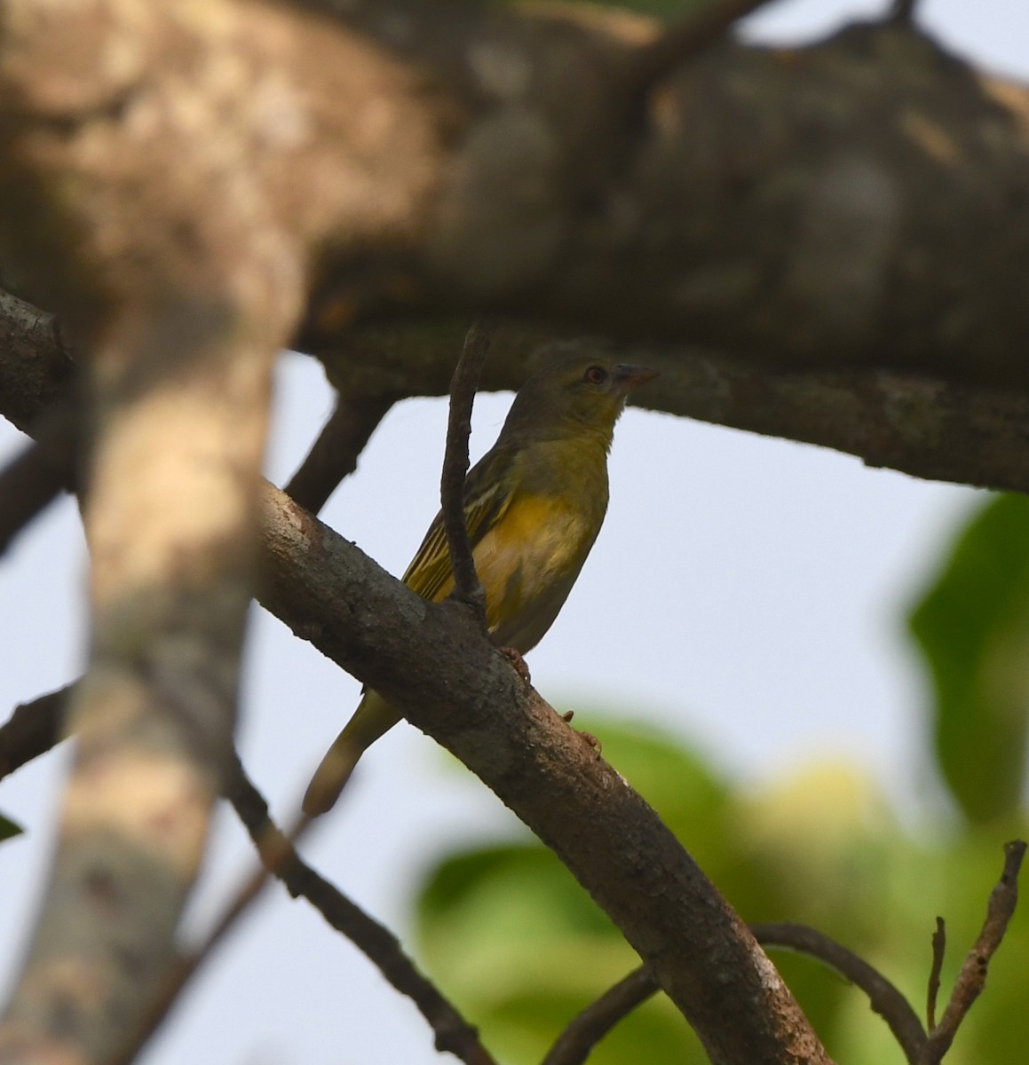 Katanga Masked-Weaver - ML505093541