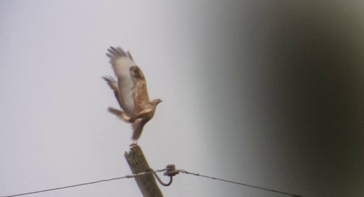 Long-legged Buzzard - ML505095421