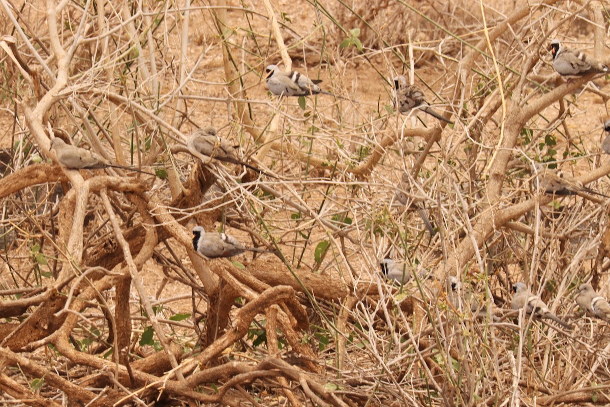 Namaqua Dove - ML505096941