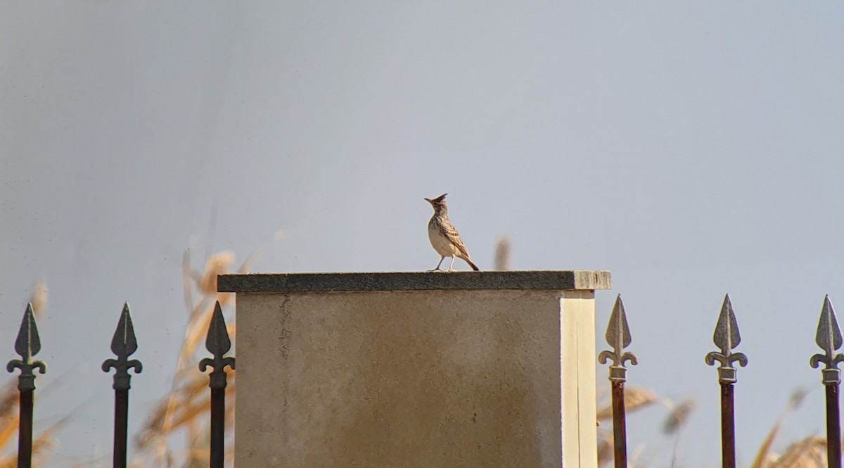 Crested Lark - ML505098831