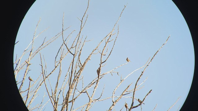 נקר סורי - ML505098991