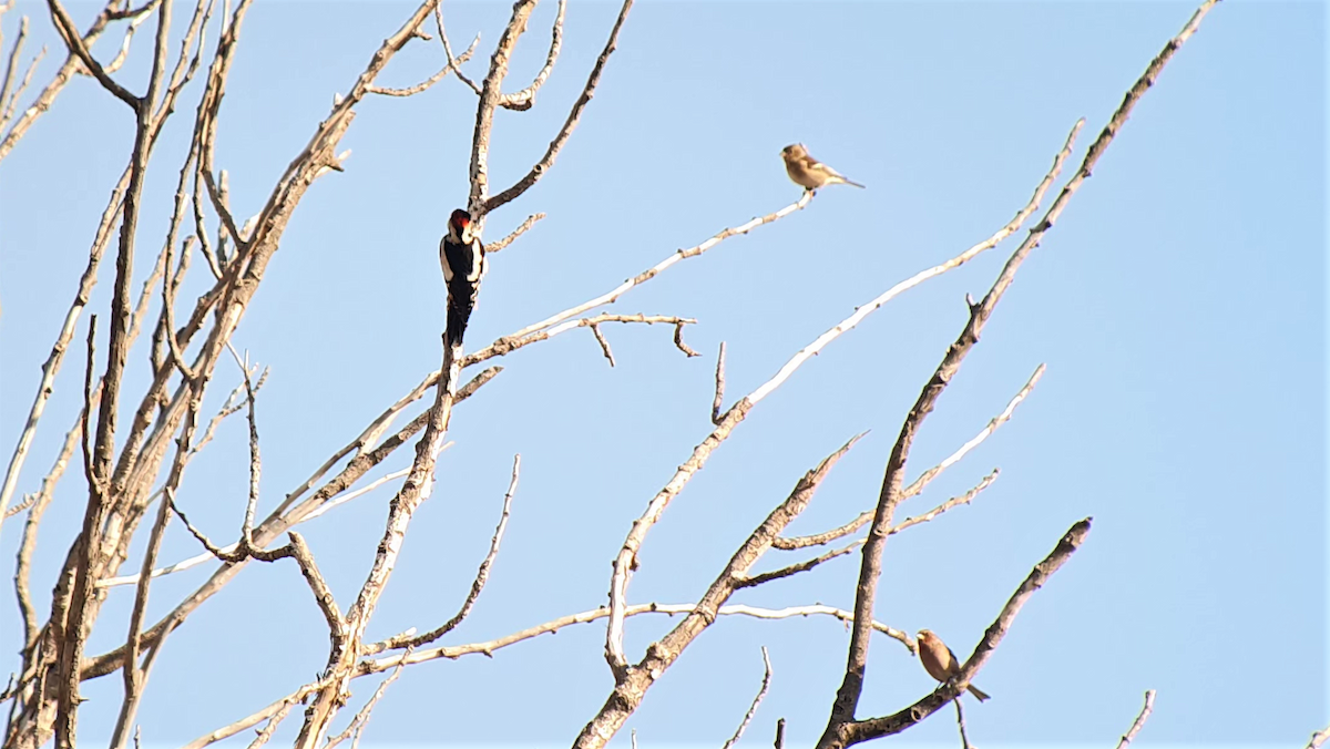 Syrian Woodpecker - ML505099781