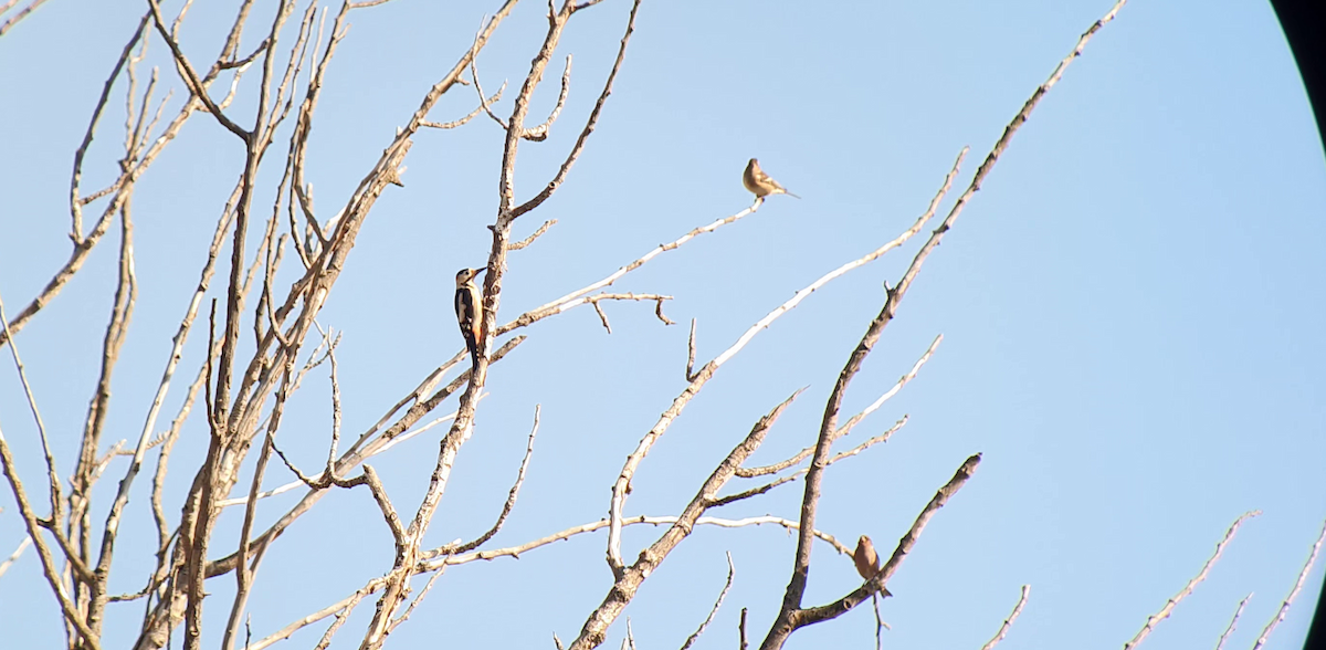 Syrian Woodpecker - ML505099791