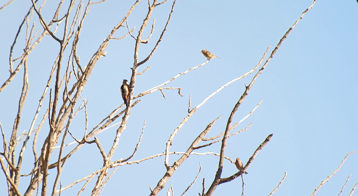 Syrian Woodpecker - ML505099801