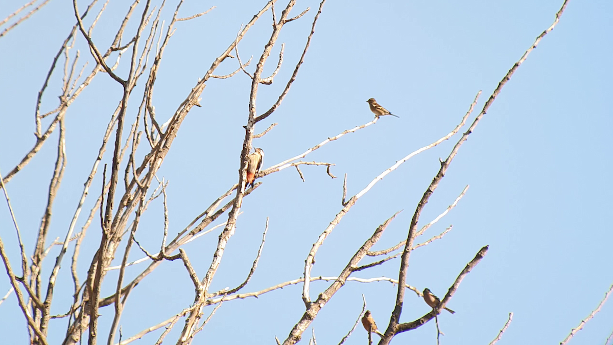 Syrian Woodpecker - ML505099811