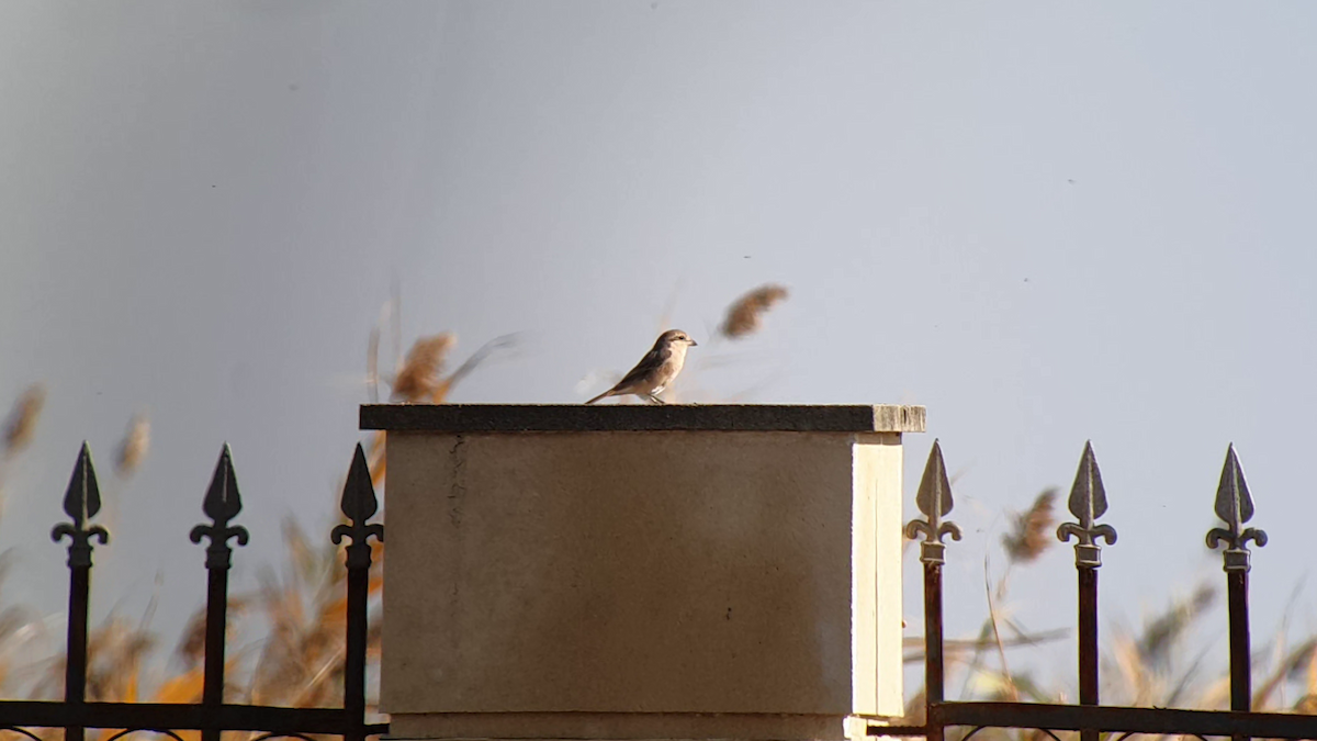 Isabelline Shrike - ML505101041